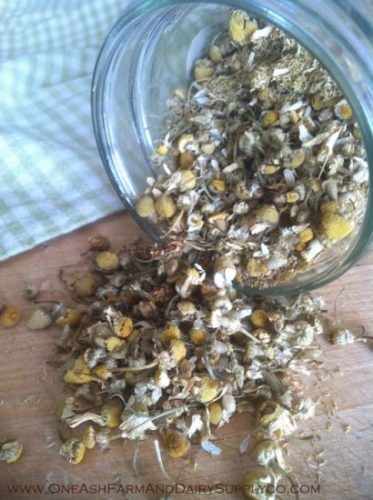 Chamomile for Burns and Churns